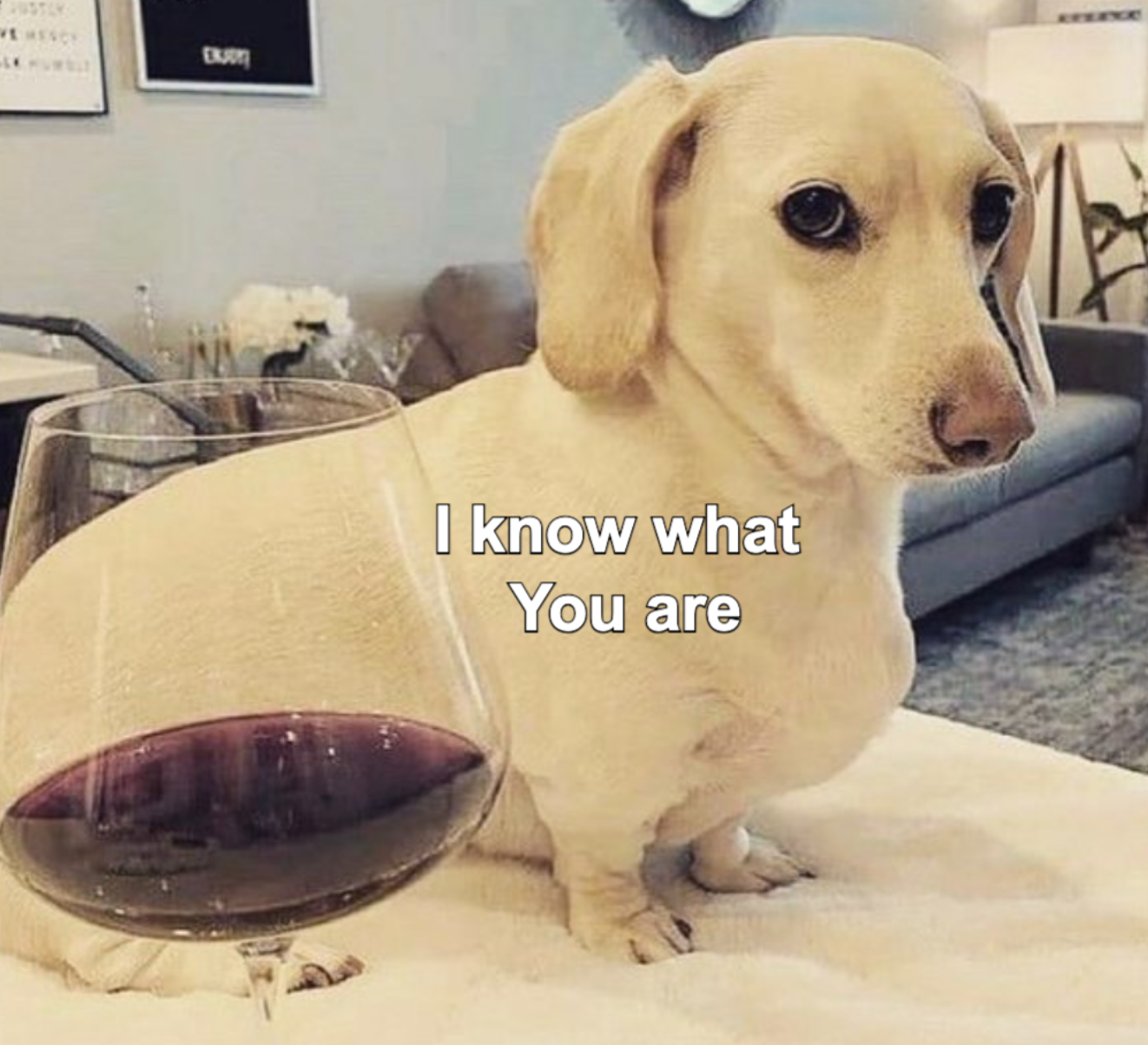 Whitney Chewston aka the homophobic wiener dog internet meme glaring at you